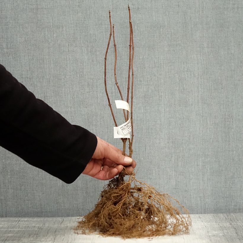 Hydrangea arborescens Annabelle - Ortensia Piante piccole a radice nuda esemplare consegnato in inverno