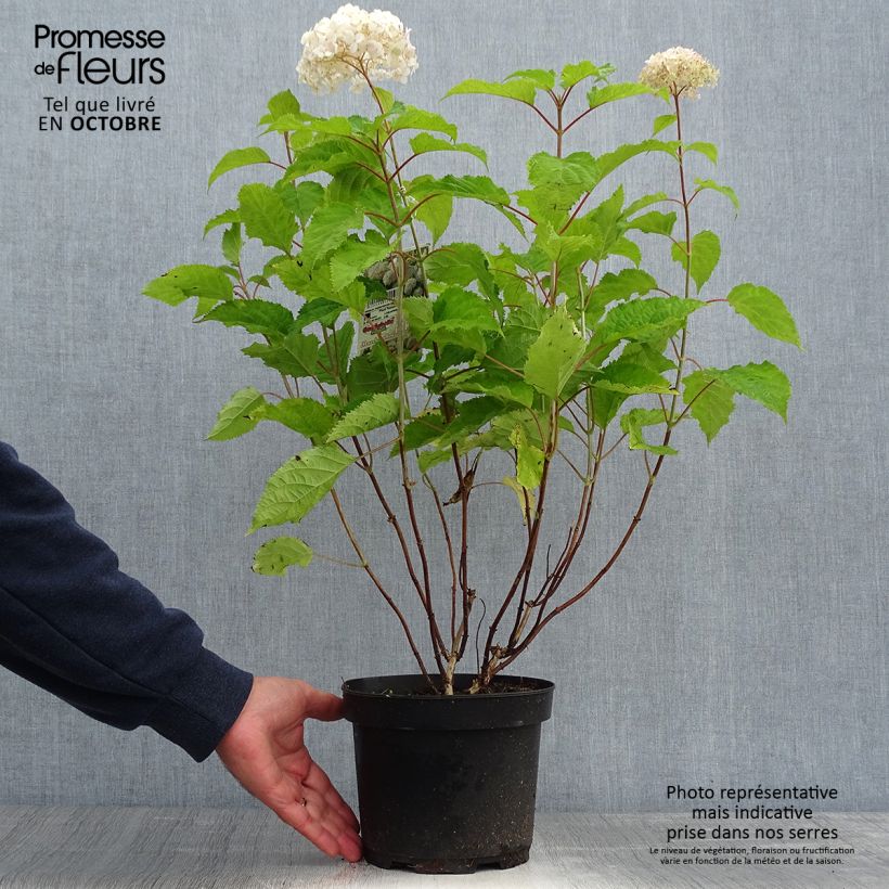 Spécimen de Hortensia arborescens Candybelle Marshmallow Pot de 3L/4L tel que livré en automne