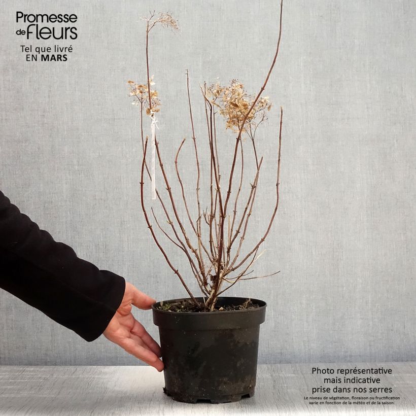 Spécimen de Hortensia arborescens Candybelle Marshmallow Pot de 3L/4L tel que livré au printemps