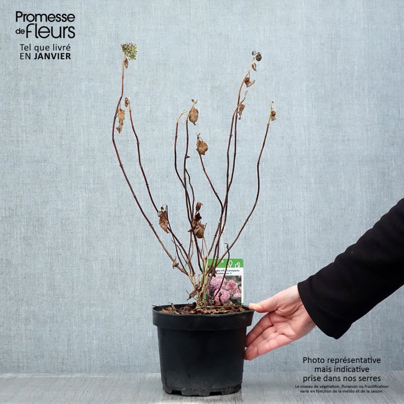 Spécimen de Hortensia arborescens Candybelle® Bubblegum Pot de 3L/4L tel que livré en hiver