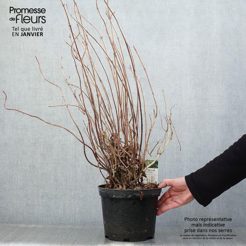 Spécimen de Hortensia arborescens Emerald lace  Pot de 4L/5L tel que livré en hiver