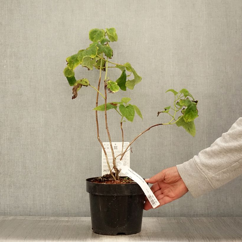 Spécimen de Hortensia arborescens Golden Annabelle Pot de 3L/4L tel que livré en automne