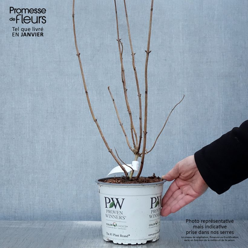 Spécimen de Hortensia arborescens Pink Annabelle ou Invincibelle Pot de 2L/3L tel que livré en hiver