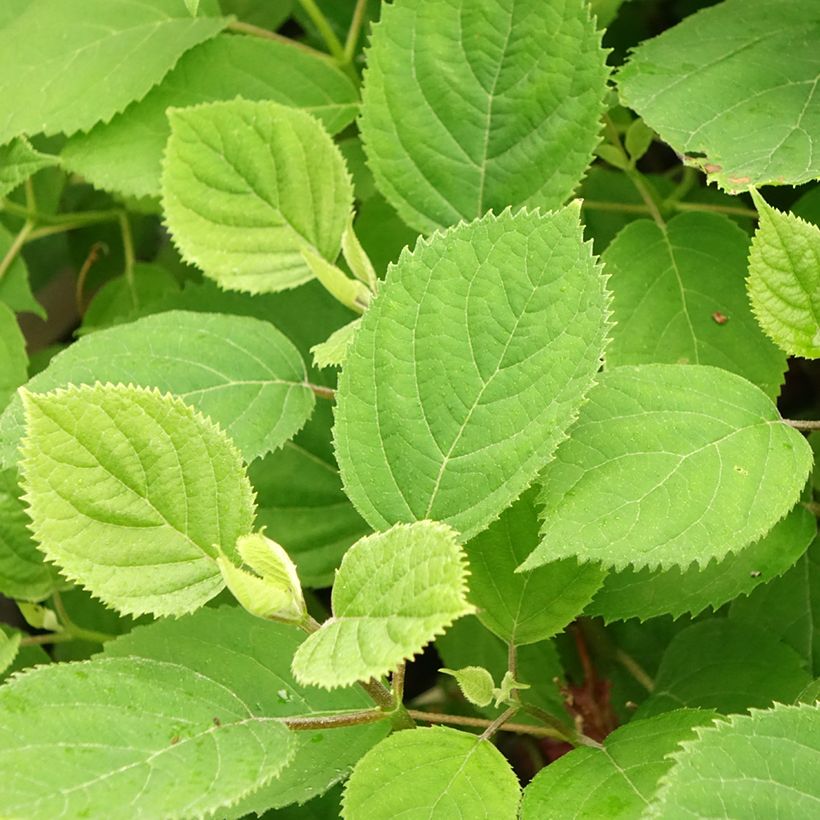Hortensia arborescens Ruby Annabelle (Feuillage)
