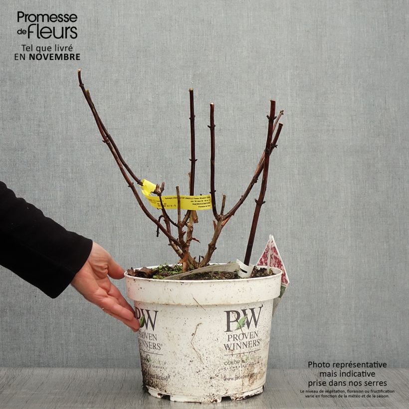 Spécimen de Hortensia arborescens Ruby Annabelle Pot de 4L/5L tel que livré en automne