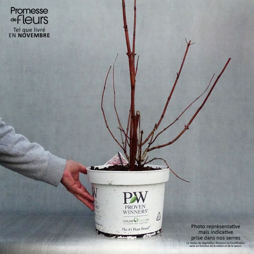 Spécimen de Hortensia arborescens Sweet Annabelle Pot de 7,5L/10L tel que livré en automne