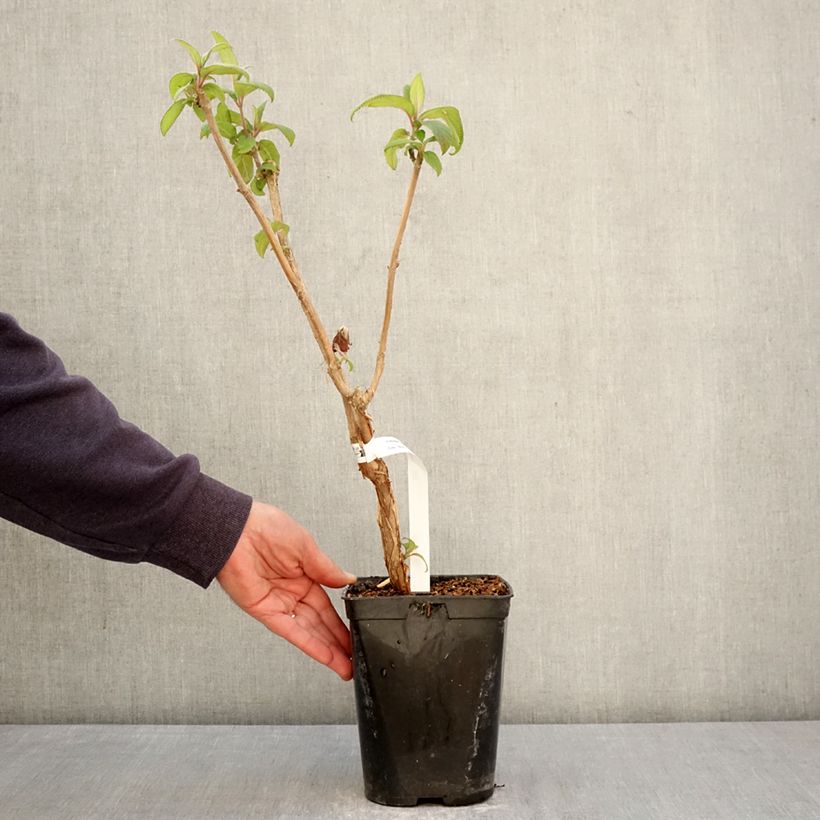 Spécimen de Hortensia - Hydrangea aspera Anthony Bullivant Pot de 1,5L/2L tel que livré au printemps