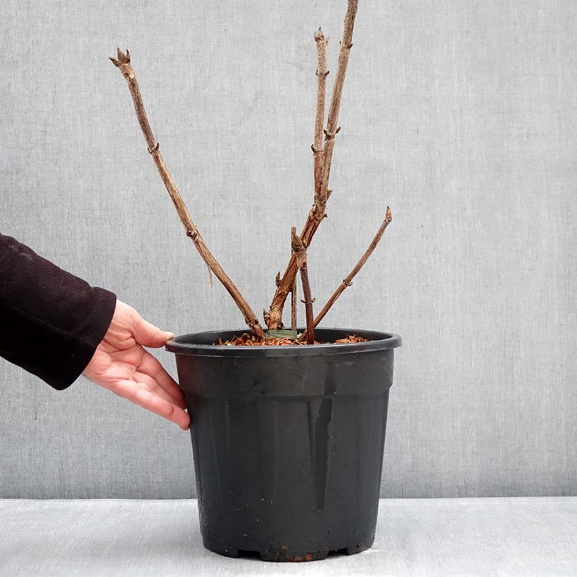 Spécimen de Hortensia - Hydrangea aspera Kawakami - Hortensia arbustif Pot de 7,5L/10L tel que livré en hiver