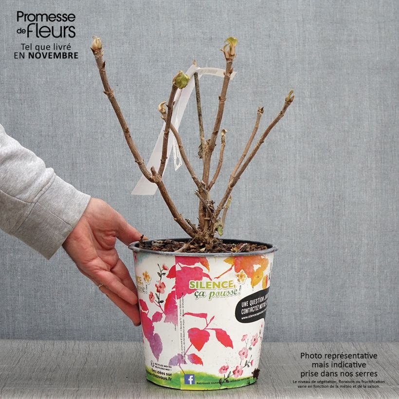 Spécimen de Hortensia - Hydrangea aspera Sargentiana Pot de 3L/4L tel que livré en automne