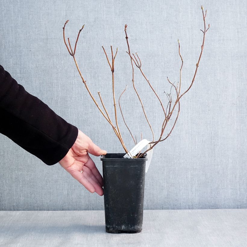 Spécimen de Hortensia - Hydrangea French Bolero Pot de 1,5L/2L tel que livré en hiver