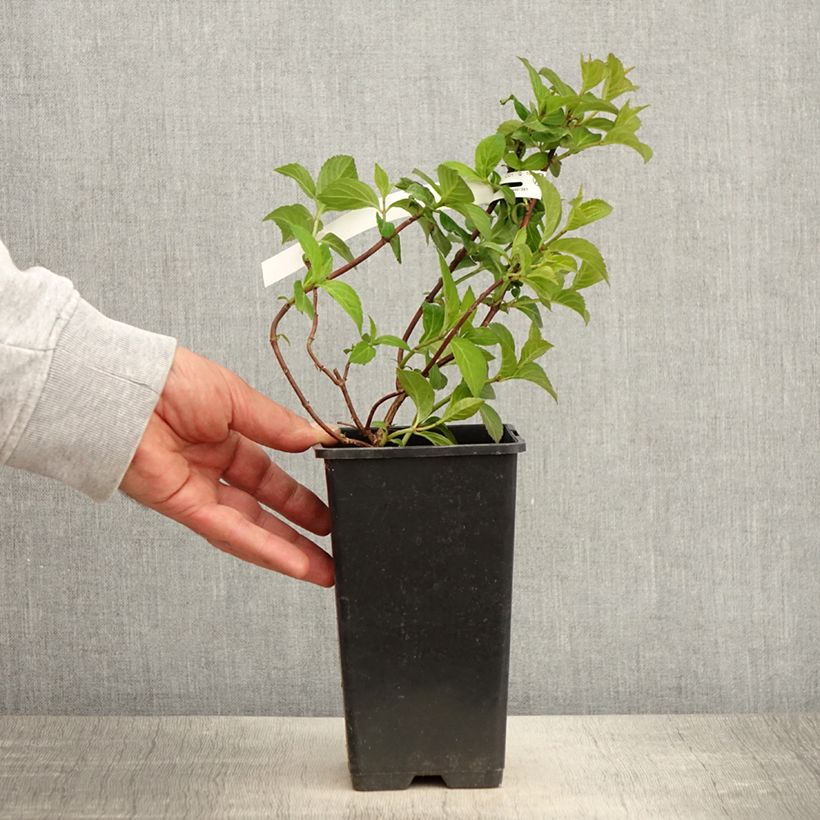 Spécimen de Hortensia - Hydrangea French Bolero Pot de 1,5L/2L tel que livré au printemps