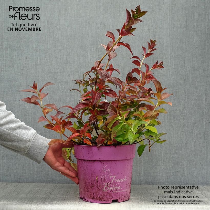 Spécimen de Hortensia - Hydrangea French Bolero Pot de 6L/7L tel que livré en automne