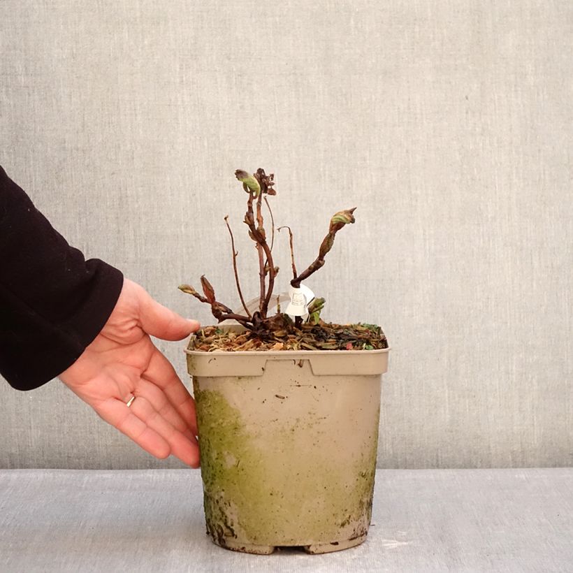 Spécimen de Hortensia - Hydrangea macrophylla Amethyst Pot de 3L/4L tel que livré en hiver