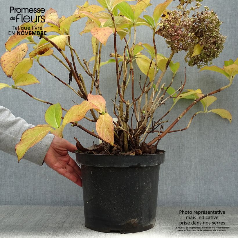 Spécimen de Hortensia macrophylla Ayesha Pot de 7,5L/10L tel que livré en automne