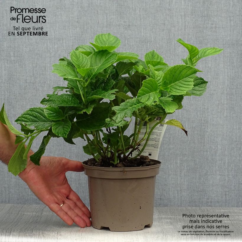 Spécimen de Hortensia - Hydrangea macrophylla Baron Rouge  Pot de 2L/3L tel que livré en automne