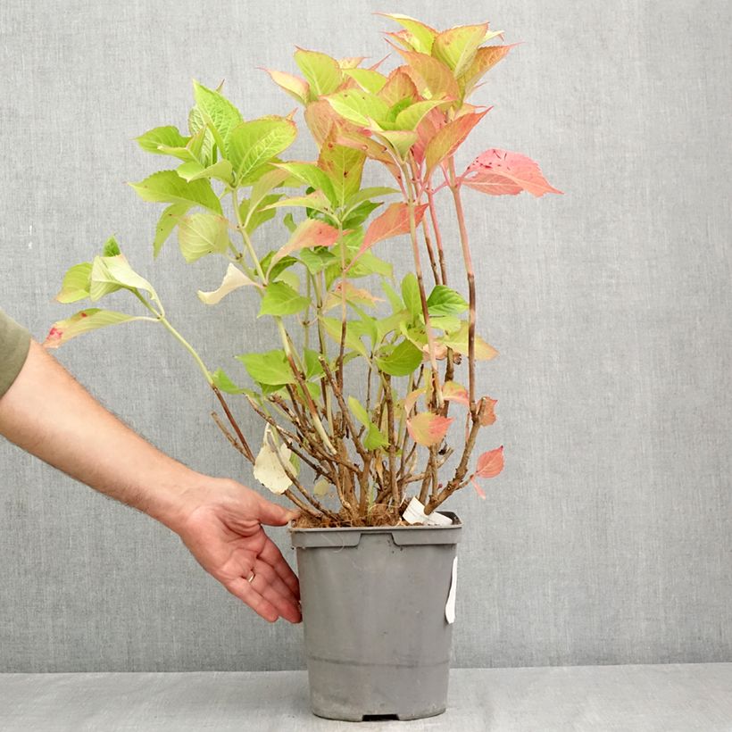 Spécimen de Hortensia - Hydrangea macrophylla Baron Rouge  Pot de 4L/5L tel que livré en été