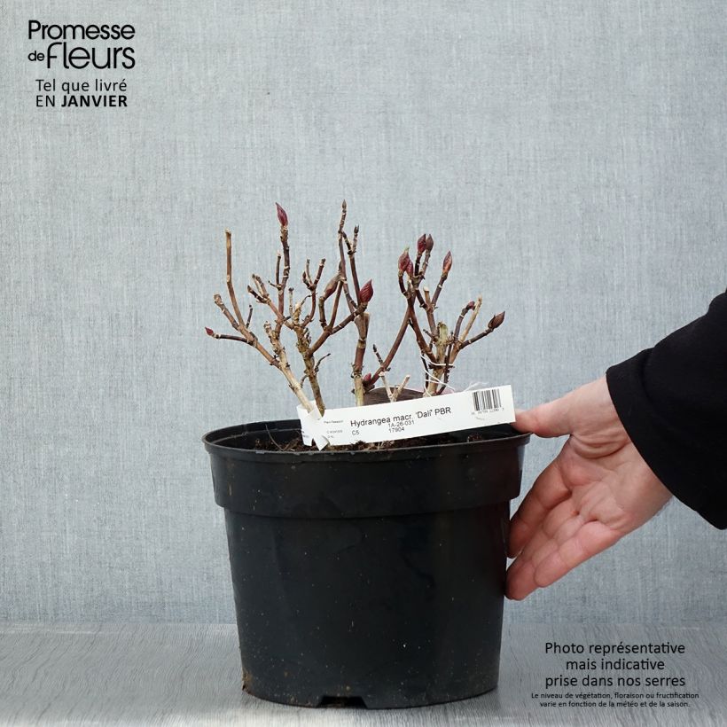 Spécimen de Hortensia - Hydrangea macrophylla Beautensia Dali  Pot de 4L/5L tel que livré en hiver
