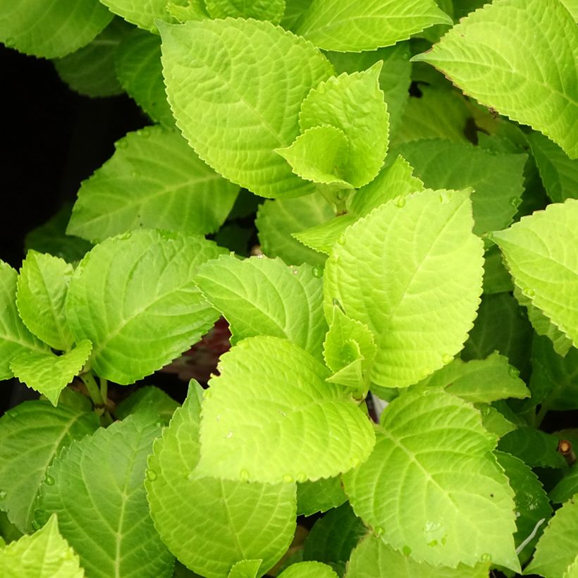 Hortensia - Hydrangea macrophylla Beautensia Dali  (Feuillage)