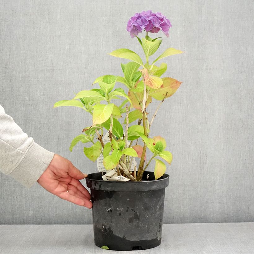 Spécimen de Hortensia - Hydrangea macrophylla Beautensia Spike Pot de 4L/5L tel que livré en été