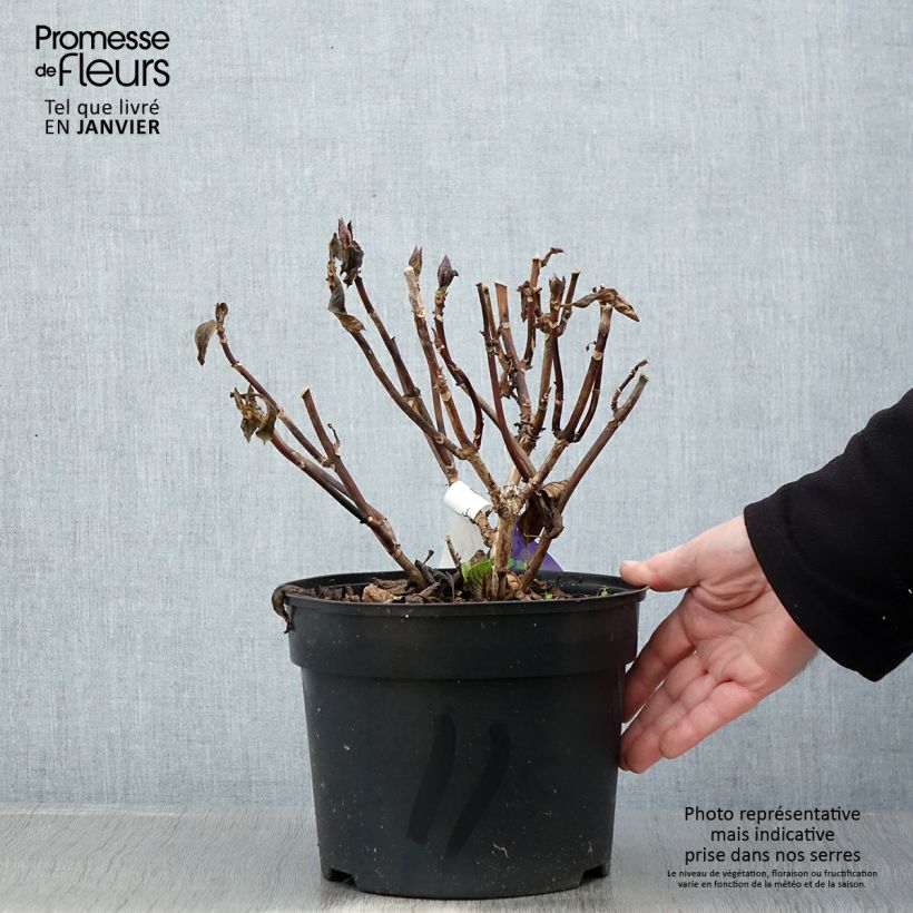 Spécimen de Hortensia - Hydrangea macrophylla Beautensia Spike Pot de 4L/5L tel que livré en hiver