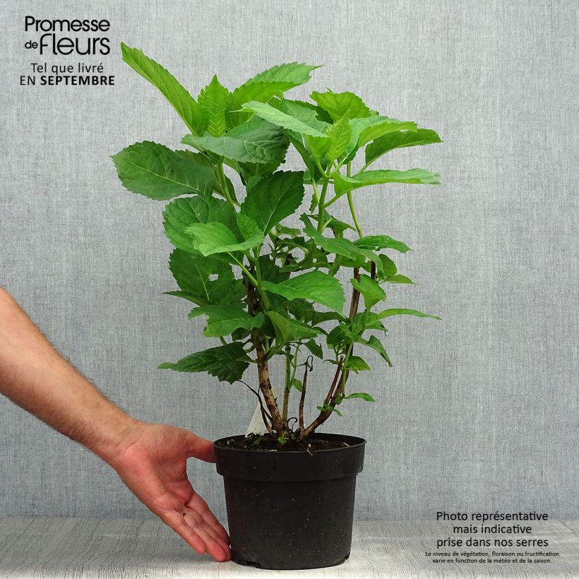 Spécimen de Hortensia - Hydrangea macrophylla Bela Pot de 2L/3L tel que livré en automne