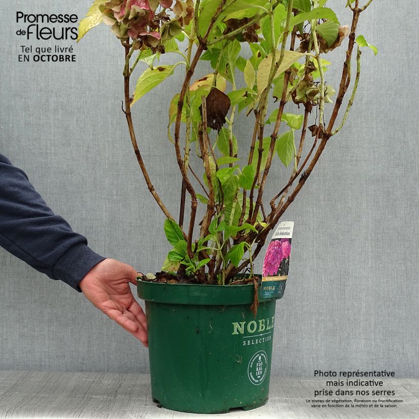 Spécimen de Hortensia macrophylla Belle Séduction Pot de 7,5L/10L tel que livré en automne