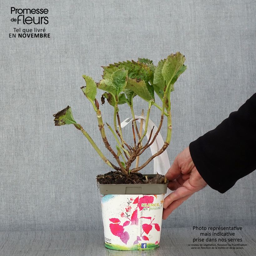 Spécimen de Hortensia - Hydrangea macrophylla Benelux (rose) Pot de 2L/3L, 5/6 branches tel que livré en automne