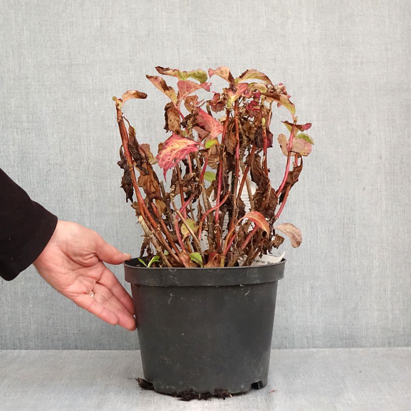 Spécimen de Hortensia - Hydrangea macrophylla Benthe Pot de 4L/5L tel que livré en automne