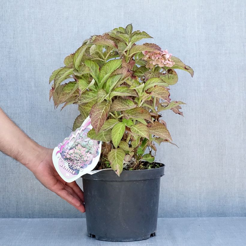 Spécimen de Hortensia - Hydrangea macrophylla Benthe Pot de 4L/5L tel que livré en été
