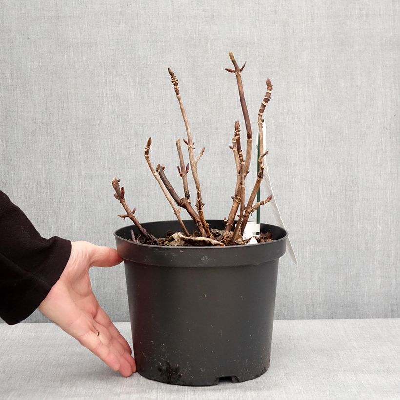 Spécimen de Hortensia - Hydrangea macrophylla Benthe Pot de 4L/5L tel que livré en hiver