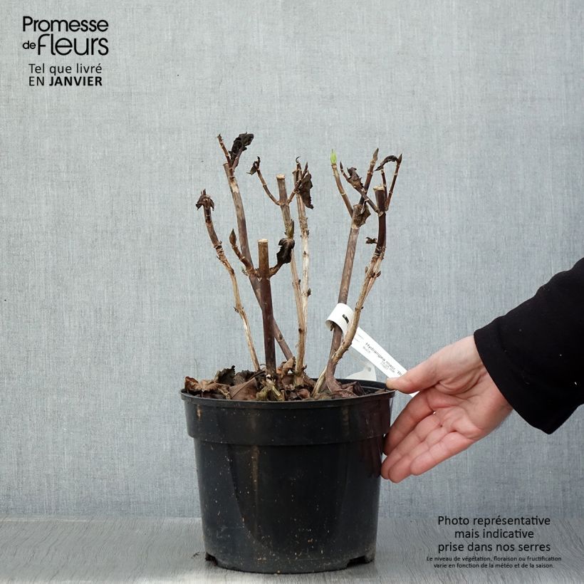 Spécimen de Hortensia - Hydrangea macrophylla Black Steel Purple Pot de 4L/5L tel que livré en hiver