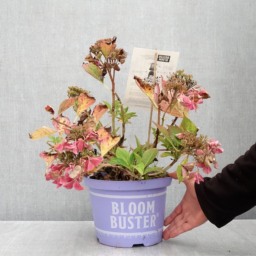 Spécimen de Hortensia - Hydrangea macrophylla Bloombuster rose Pot de 4L/5L tel que livré en automne