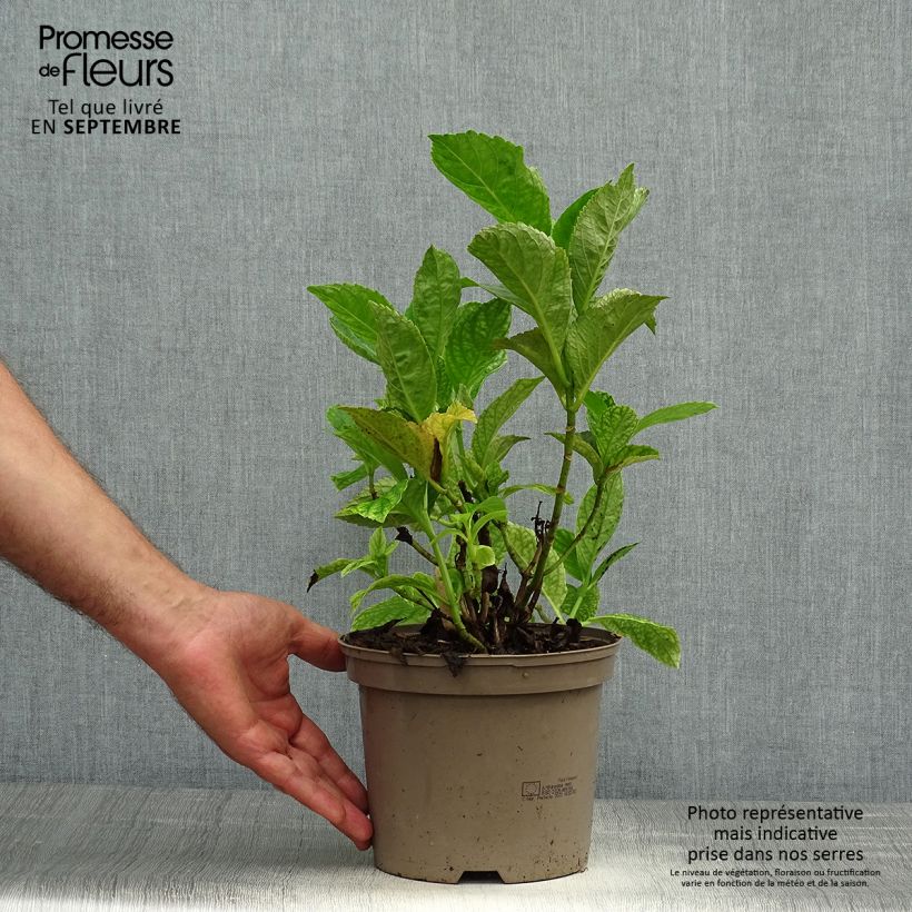 Spécimen de Hortensia - Hydrangea macrophylla Blue wave Pot de 2L/3L tel que livré en automne