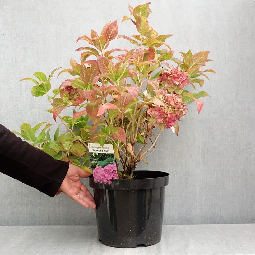 Spécimen de Hortensia - Hydrangea macrophylla Bouquet Rose Pot de 7,5L/10L tel que livré en automne