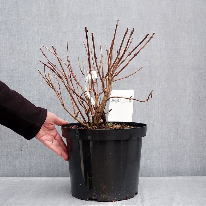 Spécimen de Hortensia - Hydrangea macrophylla Bouquet Rose Pot de 7,5L/10L tel que livré en hiver