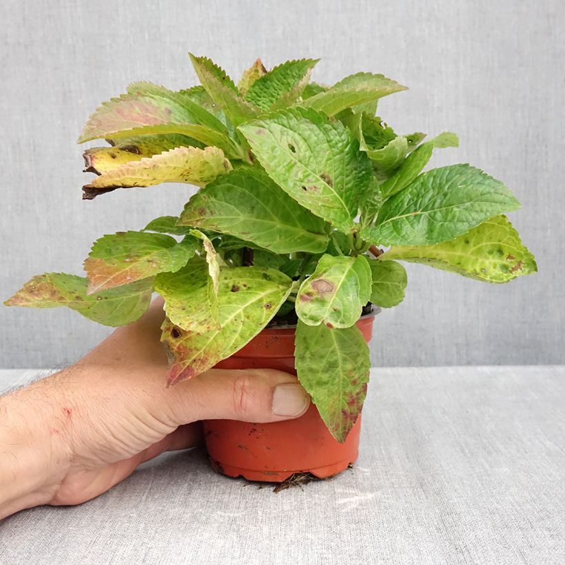 Spécimen de Hortensia - Hydrangea macrophylla Bright White Godet de 8/9 cm tel que livré en automne