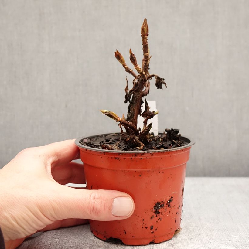 Spécimen de Hortensia - Hydrangea macrophylla Bright White Godet de 8/9 cm tel que livré en hiver