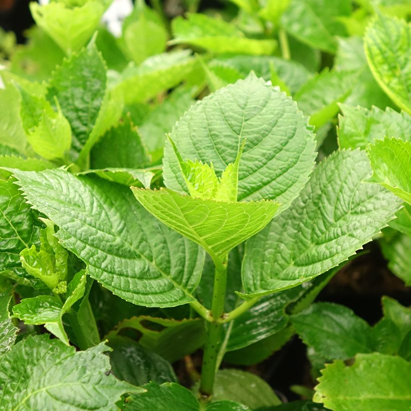 Hortensia - Hydrangea macrophylla Buchfink (Feuillage)