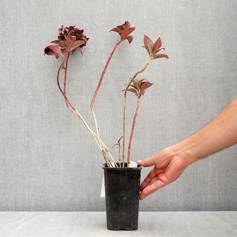 Esemplare di Hydrangea macrophylla Chocolate Ever Belles - Ortensia Vaso da 1,5L/2L consegnato in estate