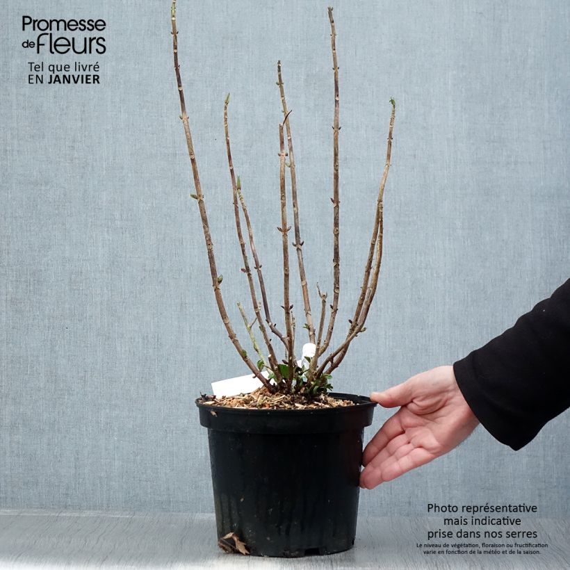 Hydrangea macrophylla Chocolate Ever Belles - Ortensia Vaso da 4L/5L esemplare consegnato in inverno