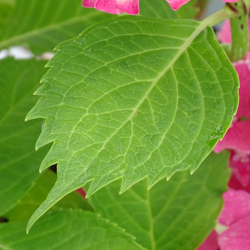 Hortensia macrophylla Constellation (Feuillage)