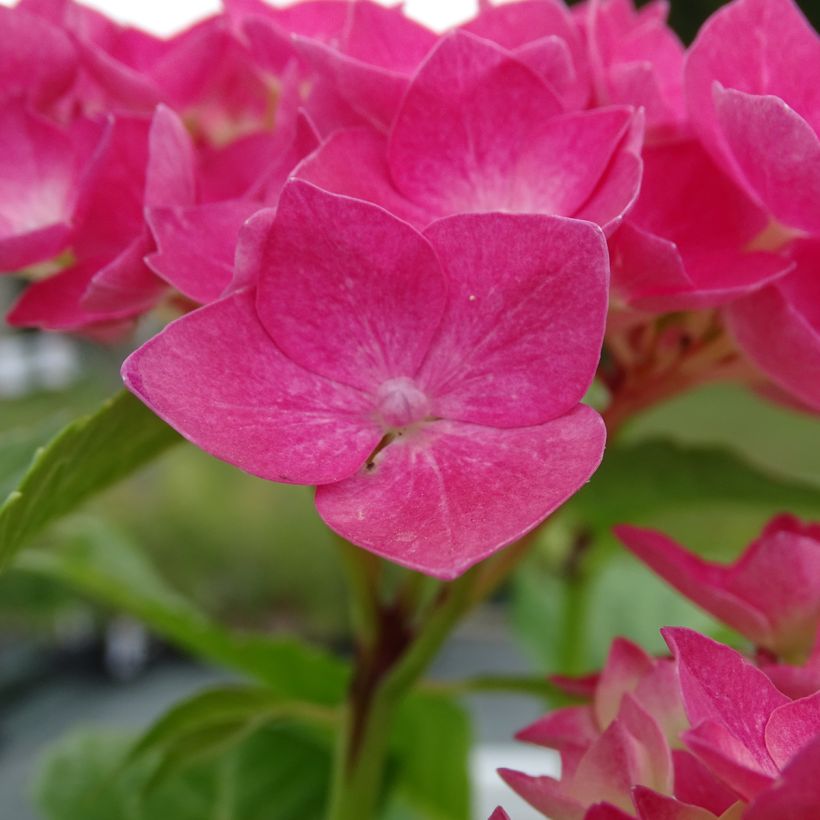 Hortensia macrophylla Constellation (Floraison)