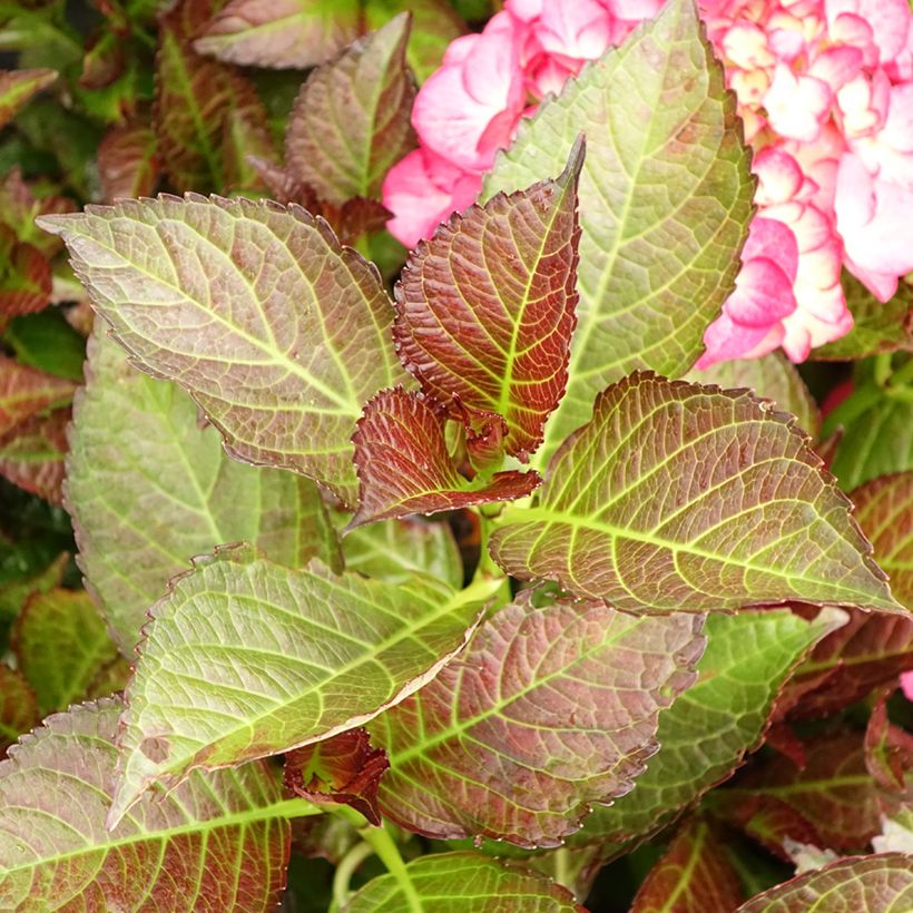 Hortensia - Hydrangea macrophylla Dark Angel (Black Diamonds) (Feuillage)