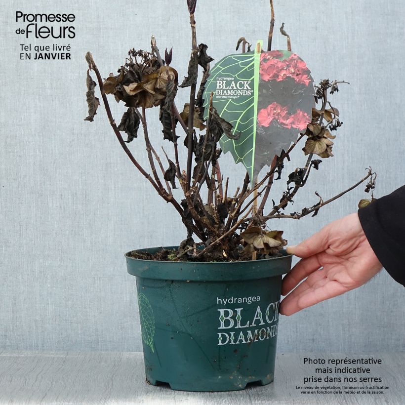 Spécimen de Hortensia - Hydrangea macrophylla Dark Angel Purple (Black Diamonds) Pot de 2L/3L tel que livré en hiver
