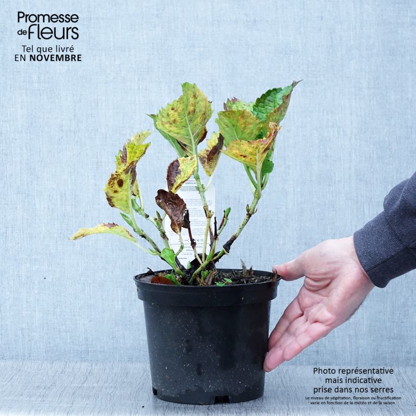 Spécimen de Hortensia - Hydrangea macrophylla Deutschland Pot de 2L/3L tel que livré en automne