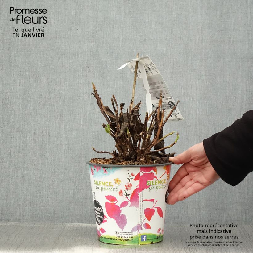 Spécimen de Hortensia - Hydrangea macrophylla Dolce Fragola Pot de 4L/5L tel que livré en hiver
