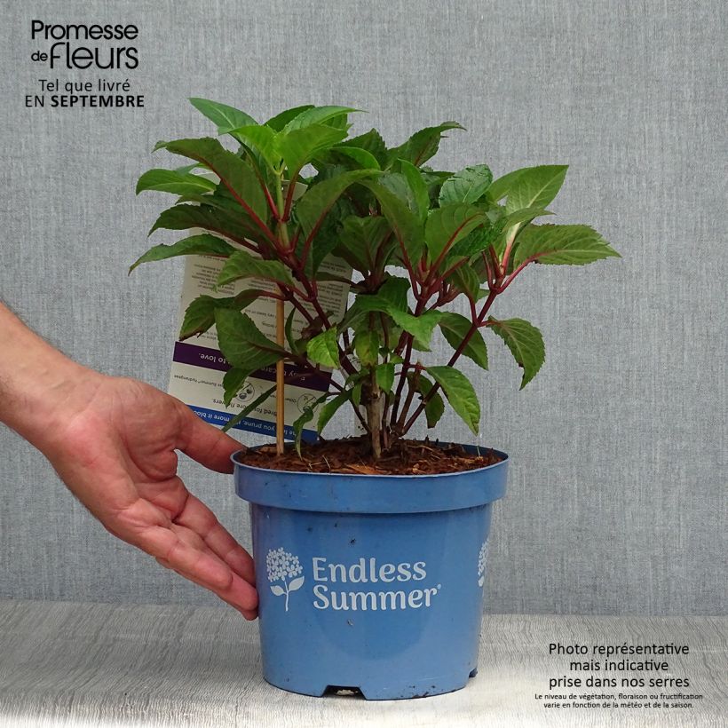 Spécimen de Hortensia - Hydrangea macrophylla Endless Summer Bloomstar Pot de 3L/4L tel que livré en automne