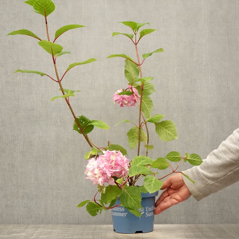 Spécimen de Hortensia - Hydrangea macrophylla Endless Summer Bloomstar Pot de 3L/4L tel que livré en été