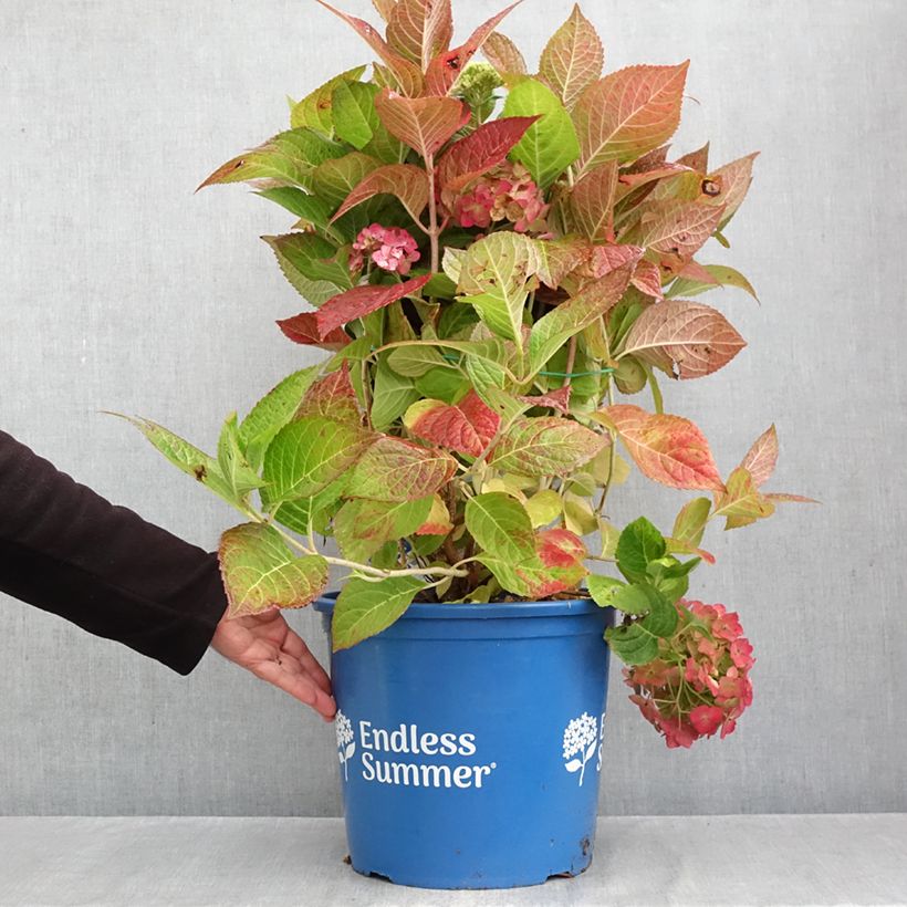 Spécimen de Hortensia - Hydrangea macrophylla Endless Summer The Bride Pot de 12L/15L tel que livré en automne