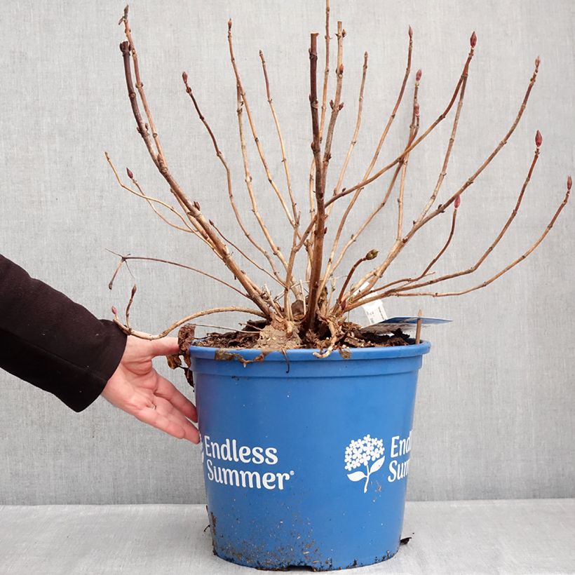 Spécimen de Hortensia - Hydrangea macrophylla Endless Summer The Bride Pot de 12L/15L tel que livré en hiver